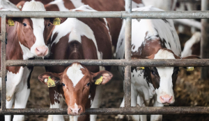 Νέα εξέλιξη με τη γρίπη των πτηνών: Ο ιός εντοπίστηκε σε γάλα μολυσμένων αγελάδων